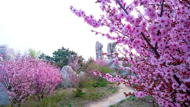 櫻花園
