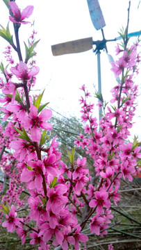 桃花