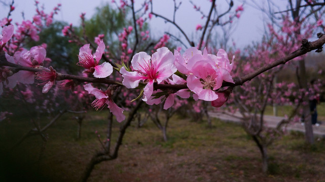 桃花