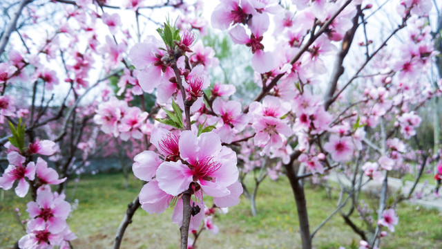 園子桃花