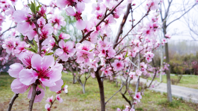 桃園 桃花