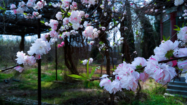 雙色桃花