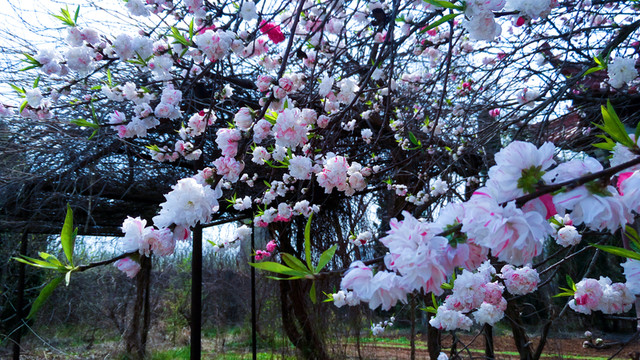 桃花滿(mǎn)園