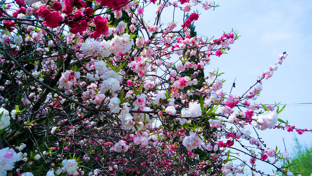 雙色桃花  復(fù)色桃花