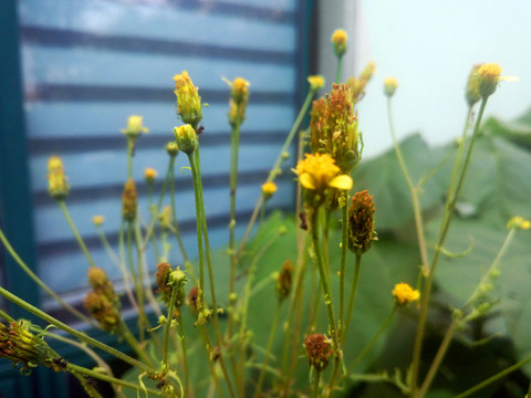 帶刺植物