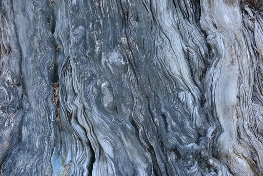 樹干紋理