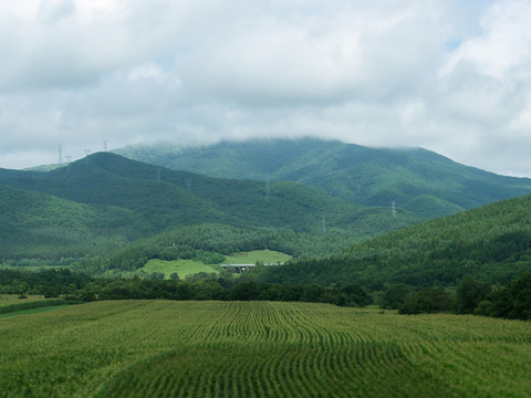 森林背景