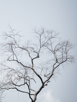 樹枝