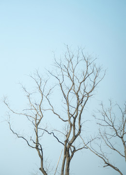 樹枝