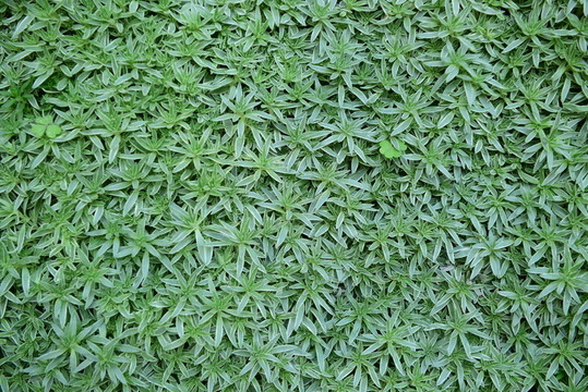 植物背景墻