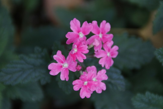 紅花