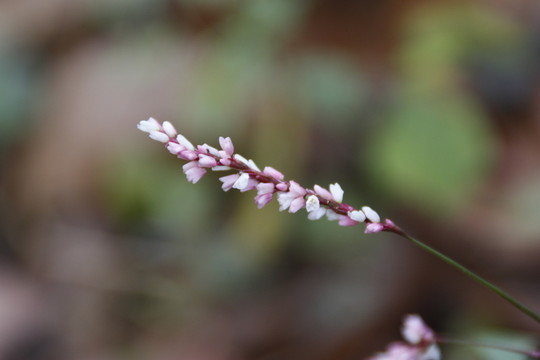 花特寫