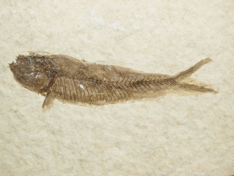 化石魚
