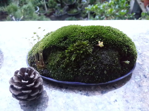 菖蒲盆景 苔蘚盆栽 庭院景觀