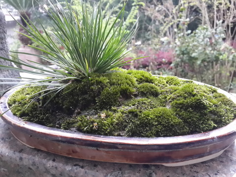 菖蒲盆景 苔蘚盆栽 庭院景觀