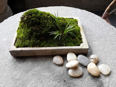 菖蒲盆景 苔蘚盆栽 庭院景觀