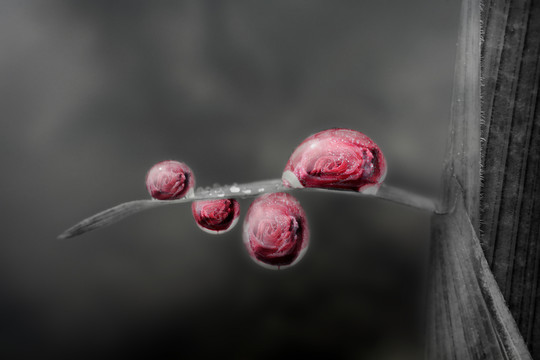 夢(mèng)幻玫瑰  無框