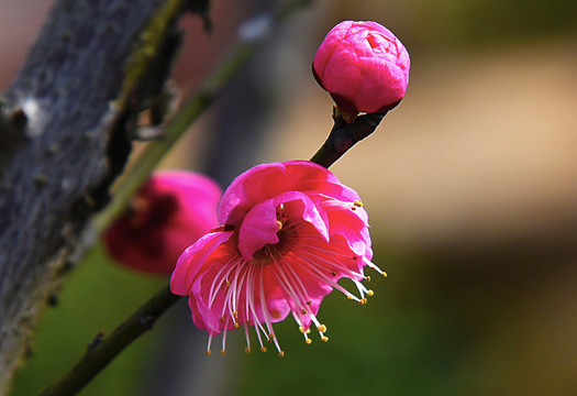 桃花爭(zhēng)艷