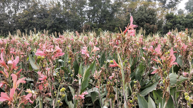 觀瀾版畫村