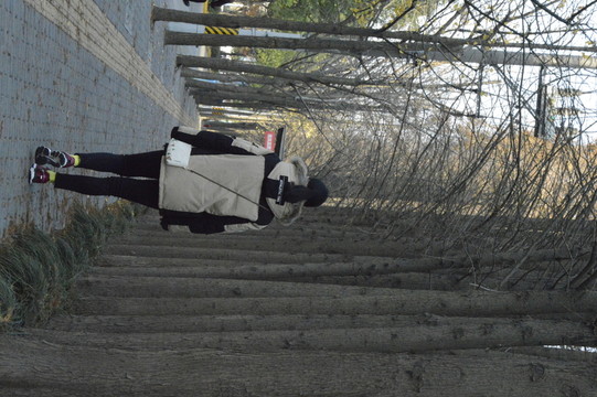 冬日馬路旁的水杉