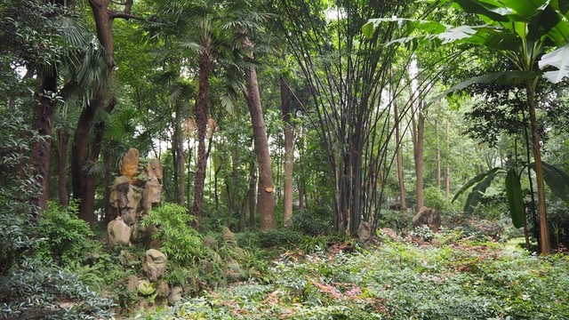 森林