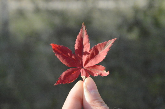 陽光下的楓葉