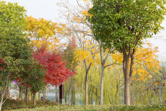 公園楓葉