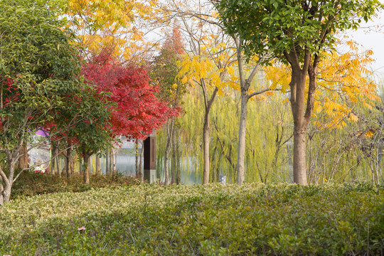 公園楓葉