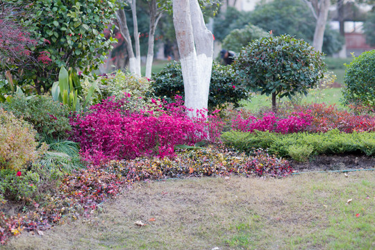 花園小景