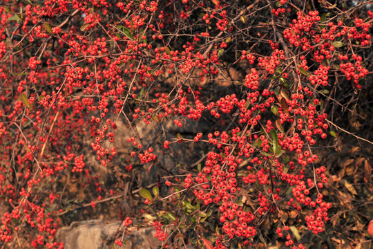 火棘果  小紅果