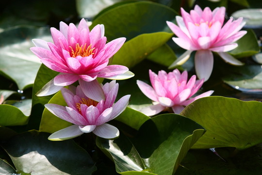 四個(gè)百合花