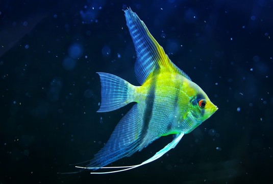 觀賞魚標量水下