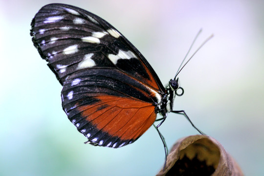 heliconius hecale zuleika