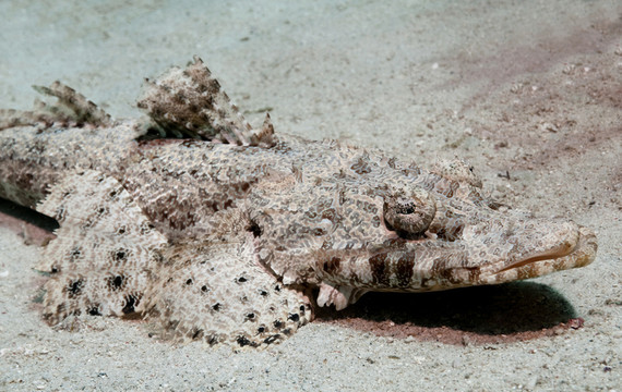魚