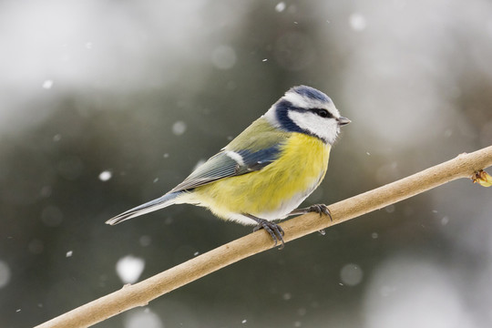 藍(lán)色山雀（cyanistes caeruleus）在一根棍子上