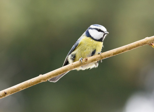 藍色山雀（cyanistes caeruleus）在一根棍子上