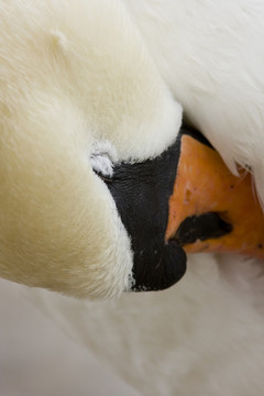 hoeckerschwan（天鵝座olor）自夸