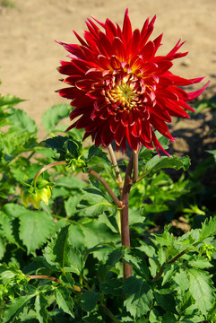 花