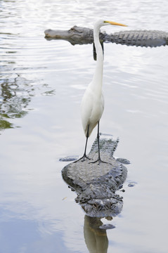 鳥