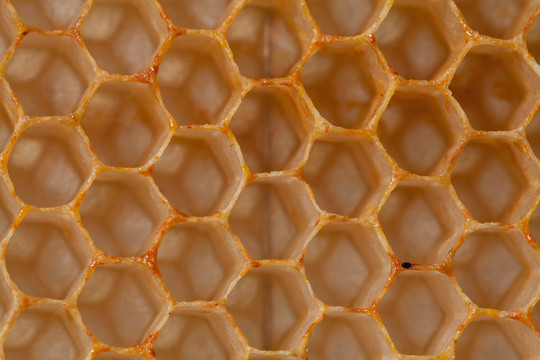 蜜蜂