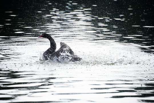 天鵝戲水