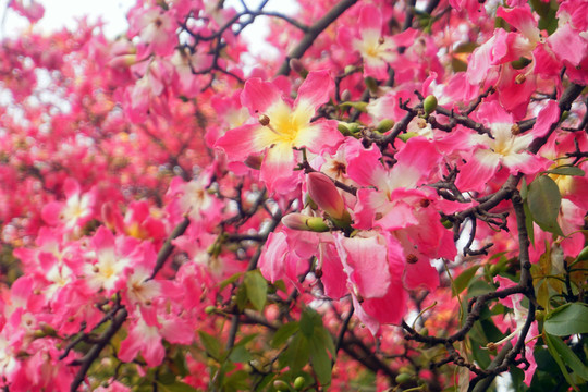 華軟絲木棉