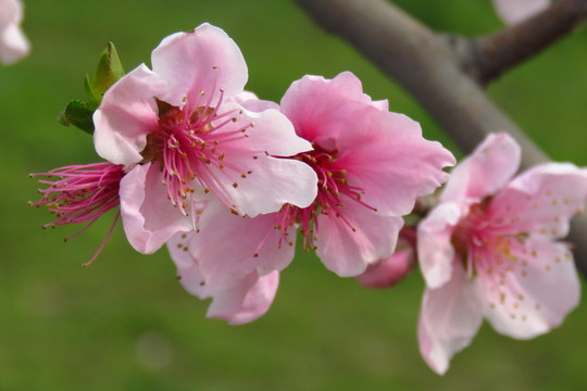 桃花