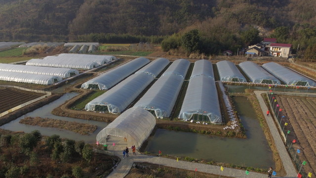 航拍大棚草莓園
