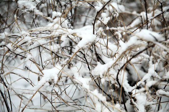積雪灌木