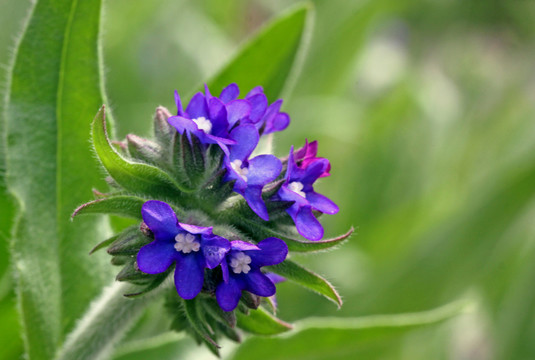 anch草officinalis