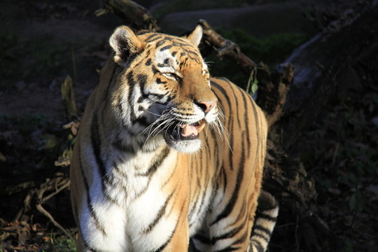 動物