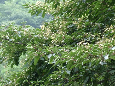 香果樹(shù) 國(guó)家珍貴樹(shù)種
