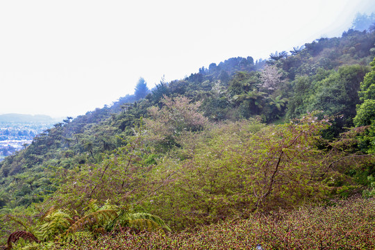 山林樹木