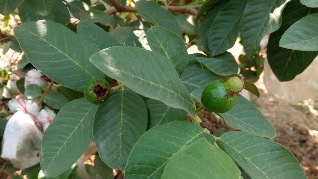 木仔 番石榴